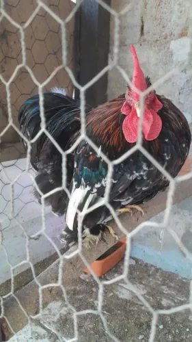 Garnizé comum e de raça