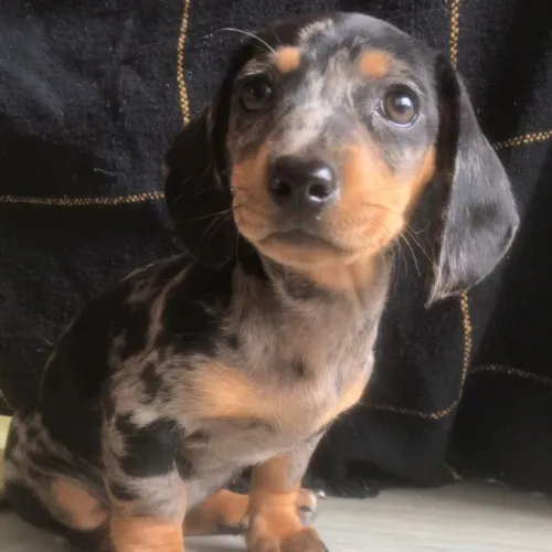 Filhotes de Dachshund miniatura