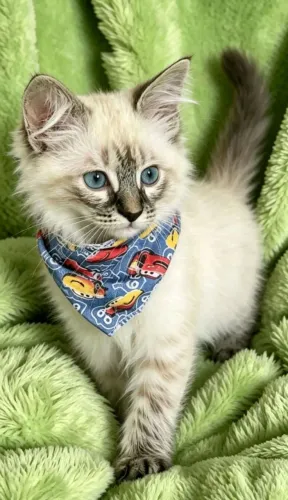 Gato siames tigrado peludinho com 2 meses