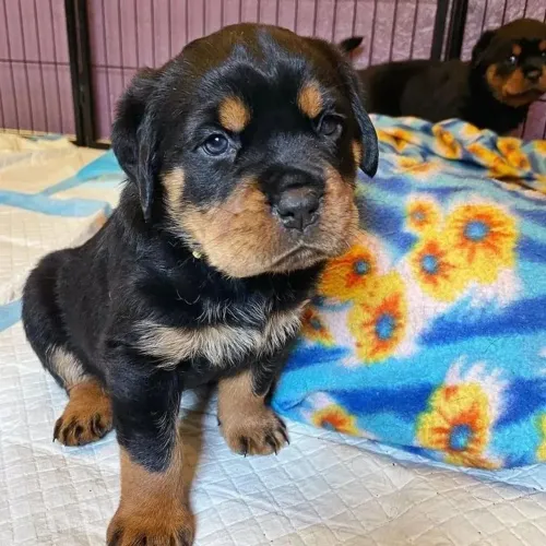 Rottweiler - Achou Que Não Te Encontraria, Olha Só Quem Apareceu