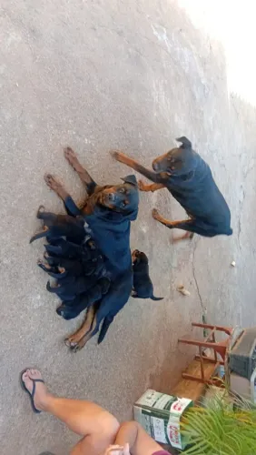 Rottweiler