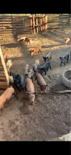 Porcos leitões caipiras 