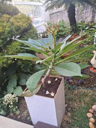 Plantas em vaso grande