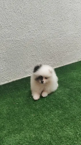 Lulu da pomerânia anão filhote macho 