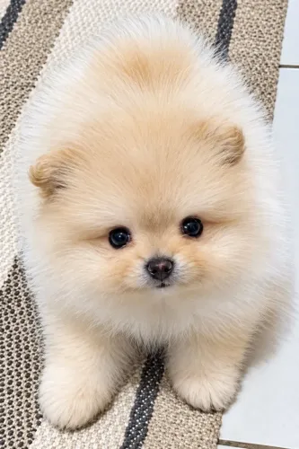 Filhote de Spitz alemão anão