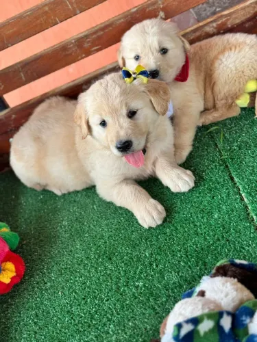 Golden Retriever - Sua beleza exuberante