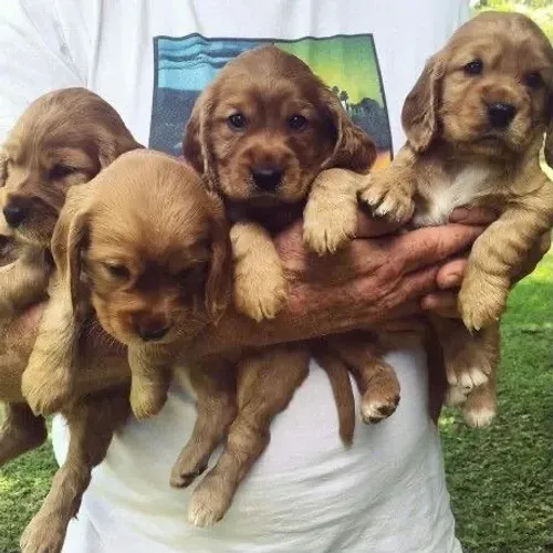 Cocker spaniel filhote fofo e carinhoso