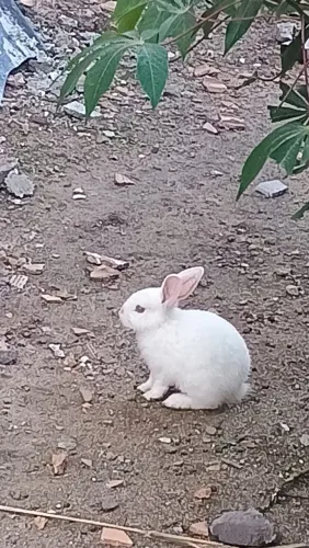 Vendo coelho macho fêmea filhote médio