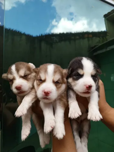 Filhos de huskyy siberiano 