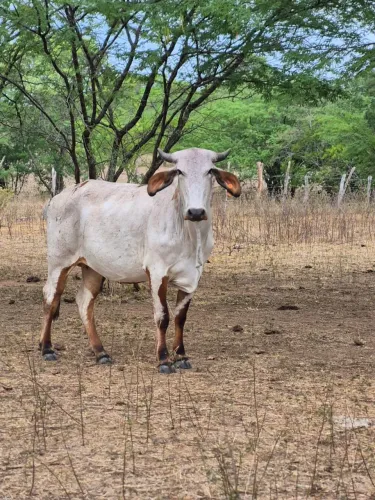 Vaca