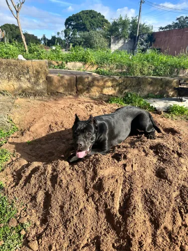 Cane Corso