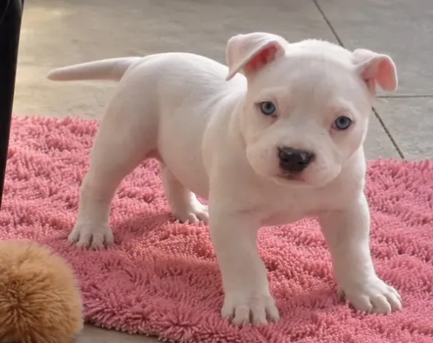 AMERICAN BULLY FILHOTES DE ALTO NIVEL