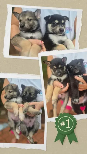 Filhotes husky mix ( mestiços) shepsky