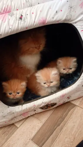 Gato Persa