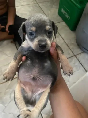 Filhote de Pincher puro com pedigre macho