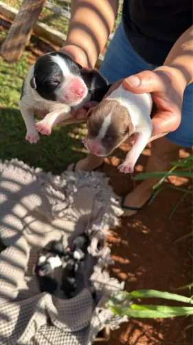 Filhotes de border collie (mãe (pedigree) e pai (em processo de pedigree) de raça)