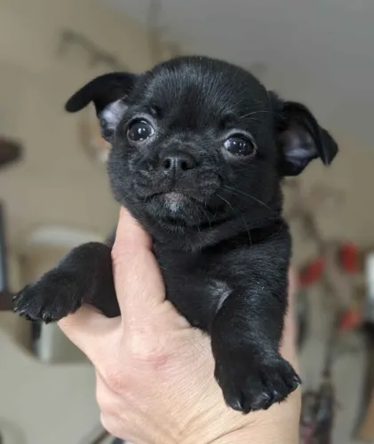 lindos pinscher x chihuahua