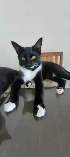 Gatinhos castrados para adoção responsável