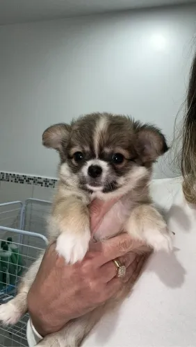 chihuahua
