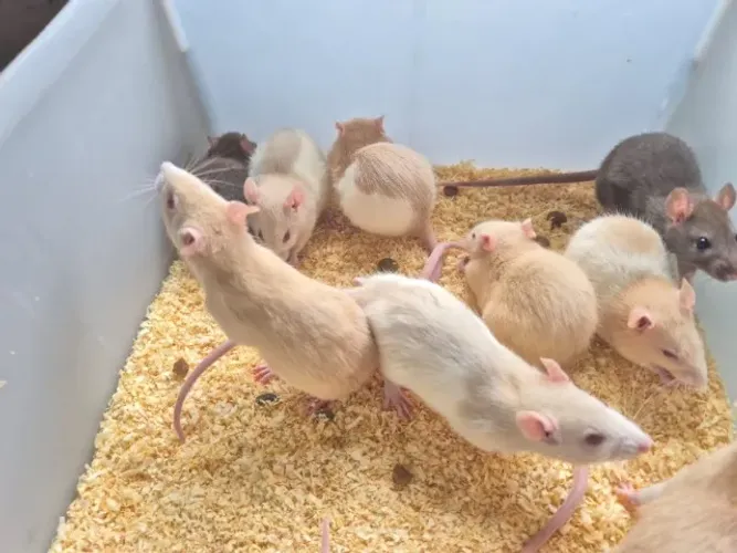 Rato Twister