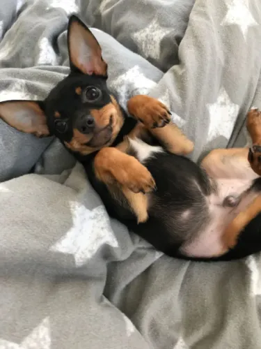 Filhotes De Pinscher - O Amigo Perfeito Para Sua Vida Já Está Pronto