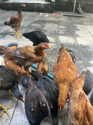 VENDE SE GALINHA CAIPIRA