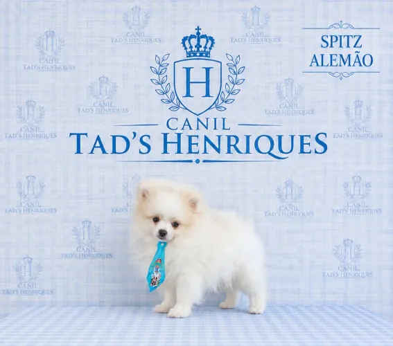 SPITZ ALEMÃO - LULU DA POMERÂNIA - ÚLTIMO BB