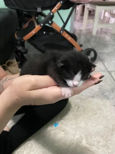 Gatos para doação