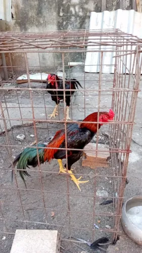 Galos  a vendo 