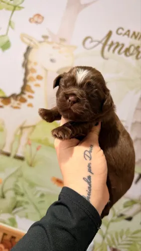 Cachorro 