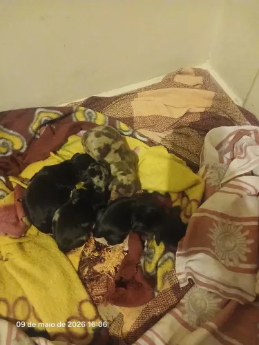 Filhotes de salsinha 
