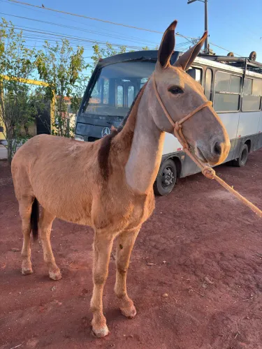 Burro marchador muito manso 