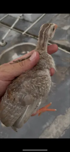 Angolinha canela