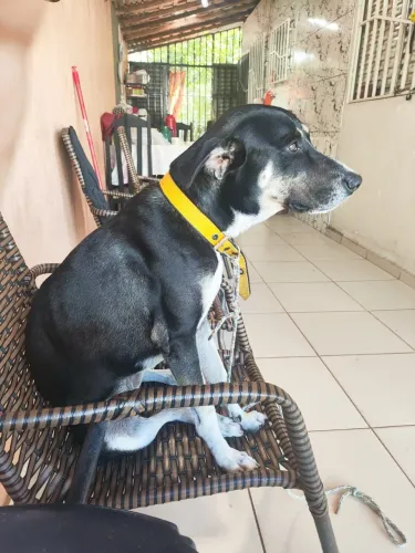 Lar para meu cachorrinho