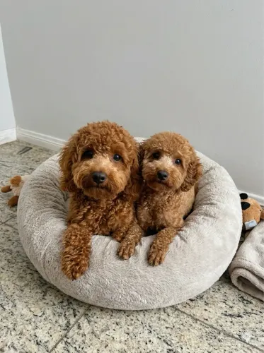 Casal poodle red pedigree 1 ano 