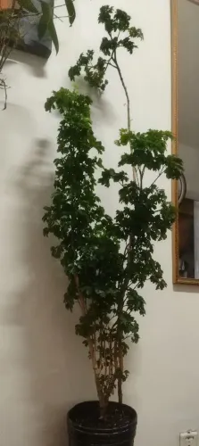 Árvore da felicidade casal 1,50 m de altura"