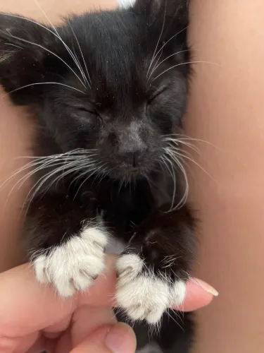 Gatinho preto para adoção