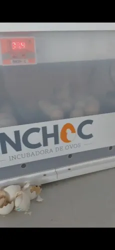 Chocadeira