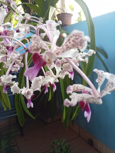 Orquídea Vanda florida 