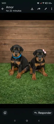 Filhotes de Doberman