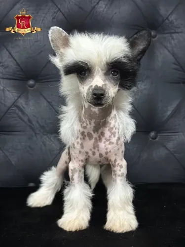 Cão de Crista Chinês filhotes
