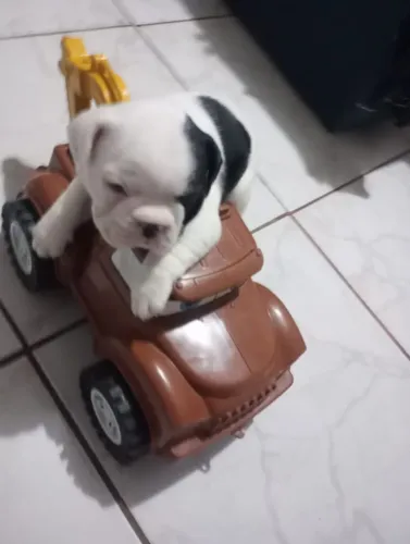 Bulldog Francês 