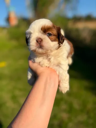 Shihtzu fêmea 