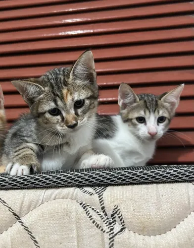 Gatinhos para adoção 