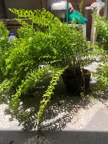 Planta | Samambaia