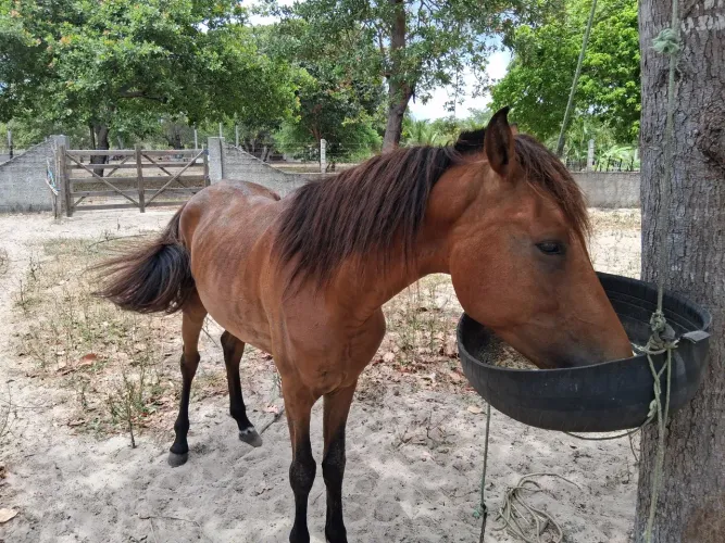 Cavalo Manga Larga