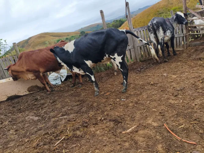 Vendo Gado 