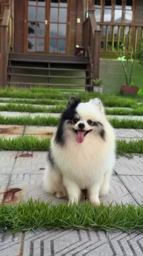 Spitz alemão anão