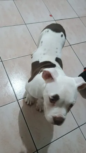 Cachorro