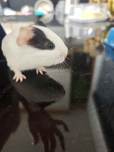 Porquinho da índia